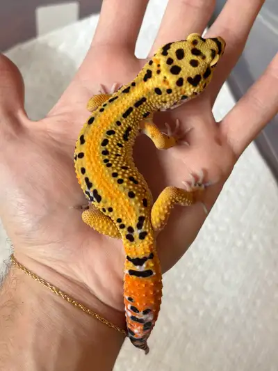 Leopard gecko, View more