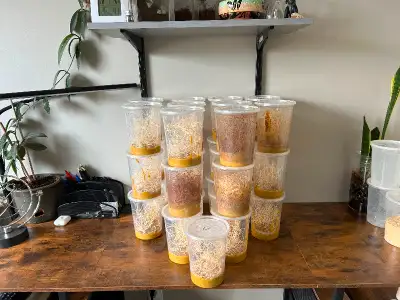 Fruit Fly Cultures Ready to Go!, View more