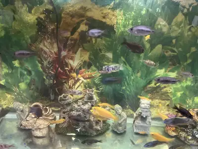 Variety of Africans cichlids Red bloody parrot cichlids Blue bloody parrot cichlids American convict...