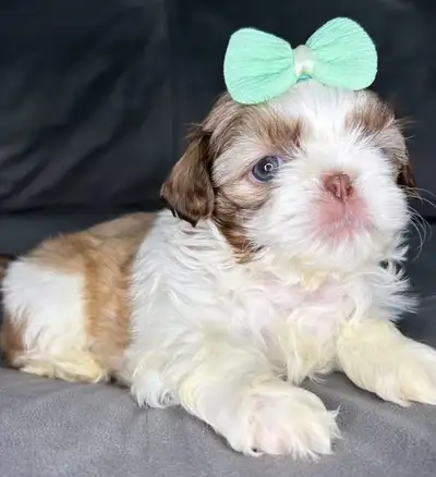 Babys shihtzu, View more
