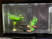 20 gallon fish tank with fish 