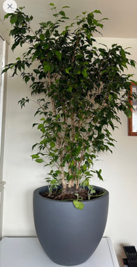 5 ft  - live healthy ficus Benjamina tree - weeping fig tree 