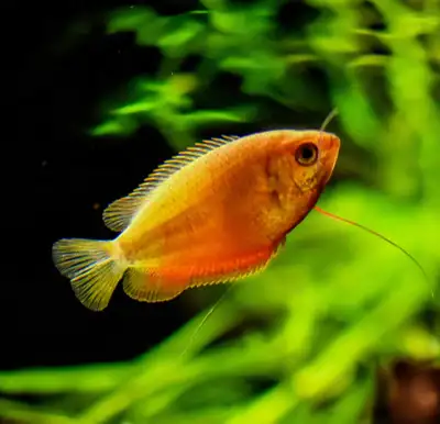 Honey gourami , View more