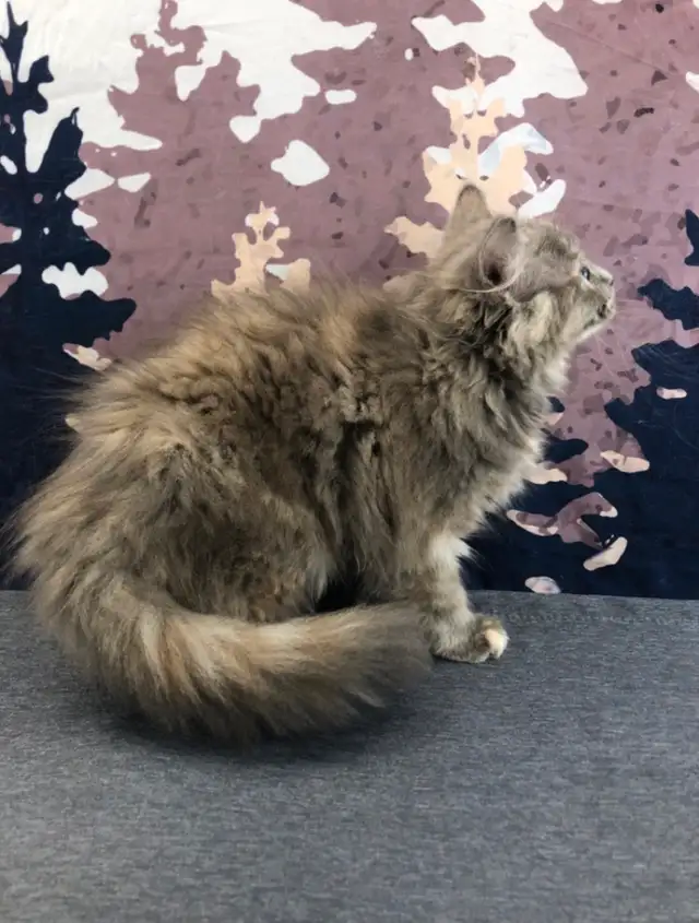 Big Cuddly Maine Coon