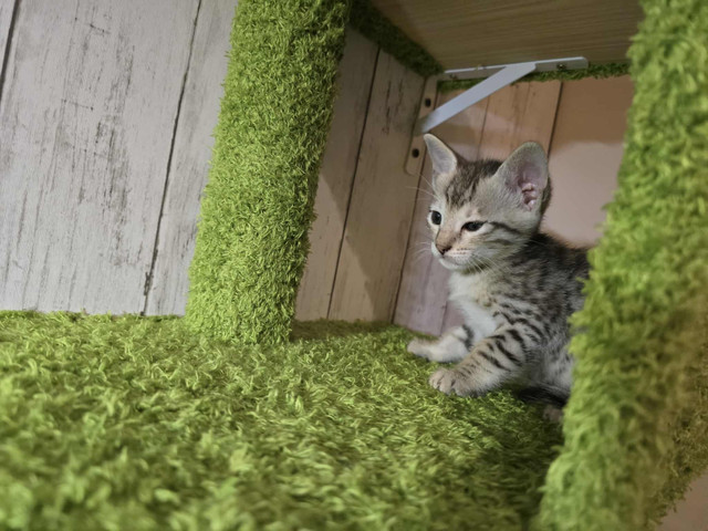 Chaton Savannah F5 SBT dans Chats et chatons à adopter  à Saint-Hyacinthe - Image 4