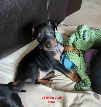 Manchester Terriers - Male puppy both varieties, View more