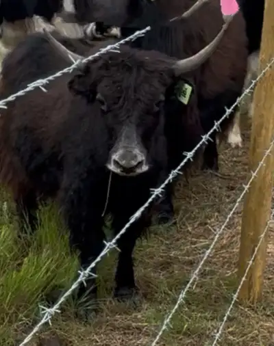 Yaks for Sale, View more