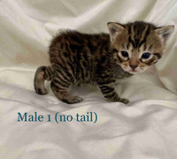 Rare Bengal Manx kittens 