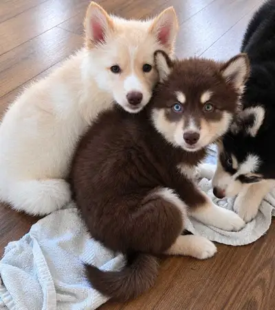 56 ads for husky puppies in Dogs & Puppies for Rehoming in Ontario