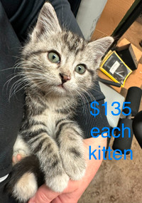 2 Barn Kittens (not sold), new carriers, playpen also available