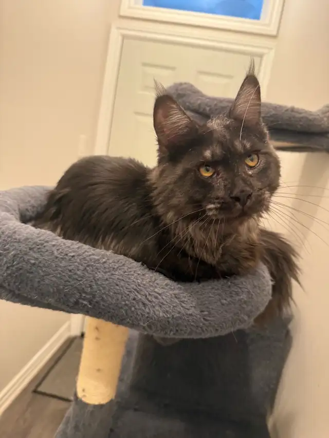 Cat sitter in Animal & Pet Services in Ottawa - Image 6