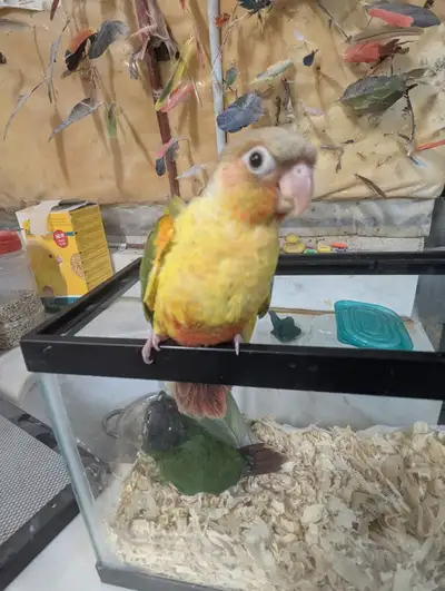 Green Cheek Conure Babies., View more