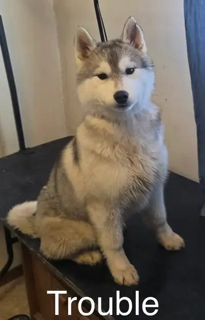 CKC Registered Siberian Husky Puppies, View more