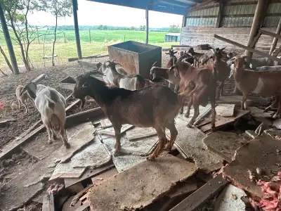 Goat male intack