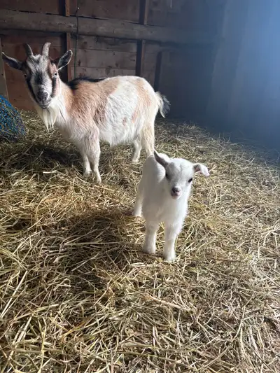 Pygmy Goat, View more