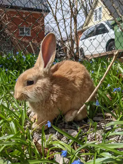 5 Month Old New Zealand Mix Female Rabbit, View more