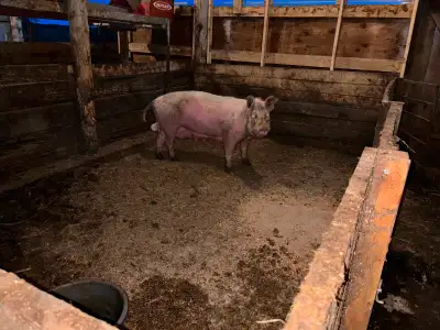 Pigs and piglets, View more