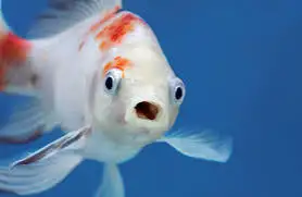 fish wanted  _ rehoming in Fish for Rehoming in Kingston - Image 2