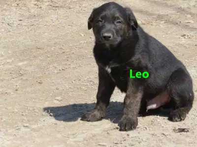Lab border collie Aussie mix puppies ready for new forever homes. Mom lives on site here with us. Ca...
