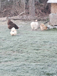 One naked neck rooster and 3 silkie hens 