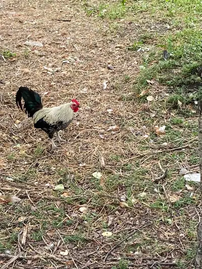  Bantam rooster, View more