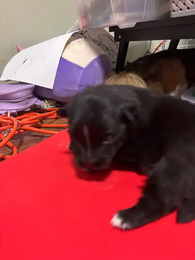 Pomeranian pups, View more