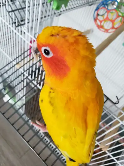 sunconure, View more