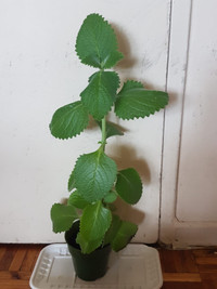 Fresh Mexican Mint Plants for Sale - One plant - $6.00