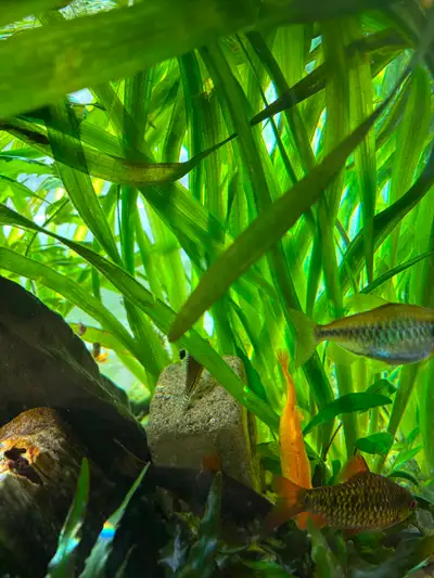 Giant Val 3’ long, View more