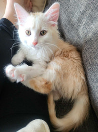 2 month old long haired kitten for rehoming 