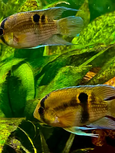 Keyhole Cichlid for Rehoming, View more