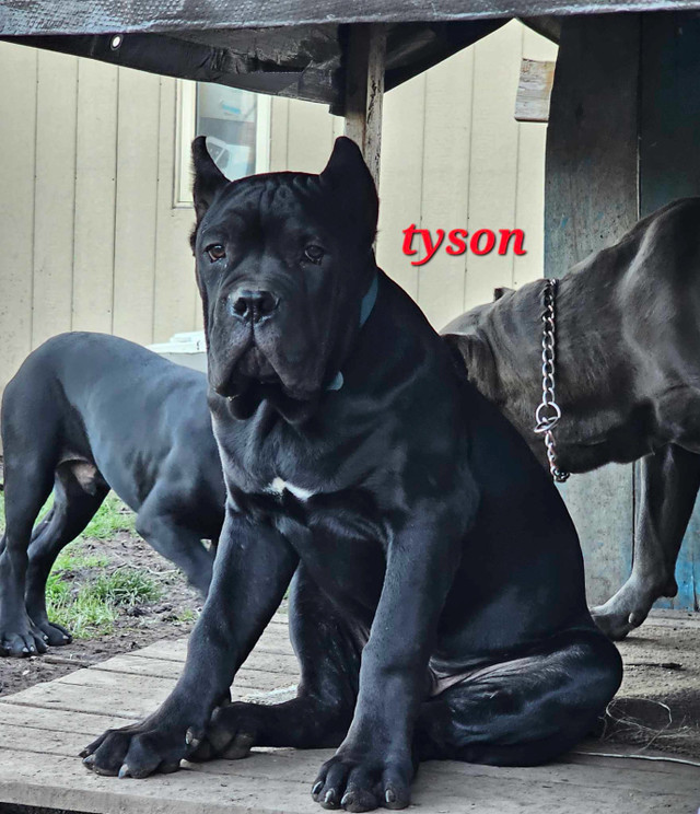 Pure Breed Cane Corso  in Dogs & Puppies for Rehoming in St. Catharines