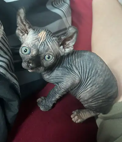 Chatons Sphynx, View more