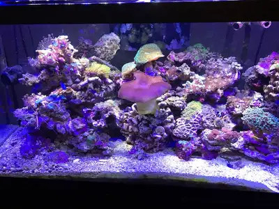 Monthly/Bi-Weekly Aquarium Maintenance Service, View more
