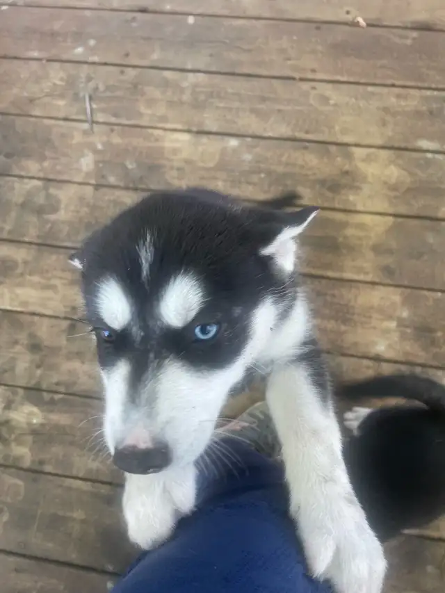 husky sibérien  chiot in Dogs & Puppies for Rehoming in Gatineau - Image 6