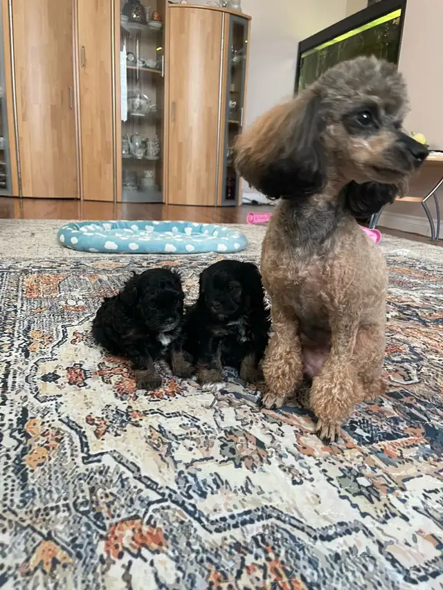 ❤️Gorgeous Toy Maltipoo Puppies One left ❤️ in Dogs & Puppies for Rehoming in Chilliwack - Image 8