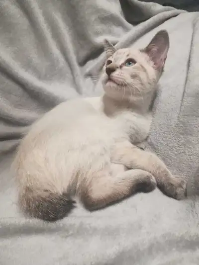 Manx/Siamese cross kittens, View more