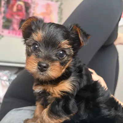 Yorkie Puppy, View more