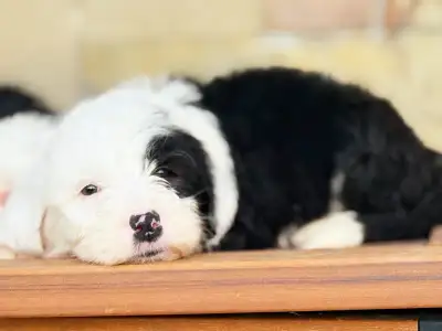 Purebred Old English Sheepdog Puppies – Ranch Raised & Rare Temp, View more