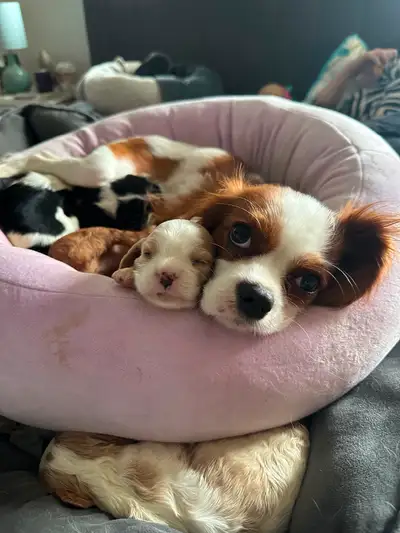 Frenchie cavalier mix born May 4 one female available cream Merle you can reach me on my cell at 604...