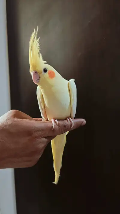 Super tamed jumbo baby lutino Cockatiel, View more