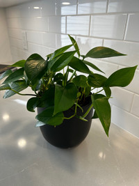 Pothos Plant