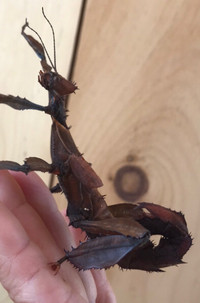 Œufs d’insecte phasme scorpion 
