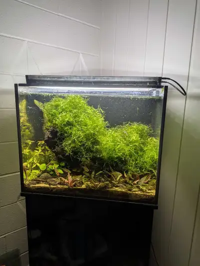 Aquarium Moss, View more