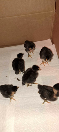 7 turken (naked neck) chicks