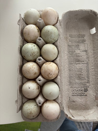 Swedish X duck hatching eggs