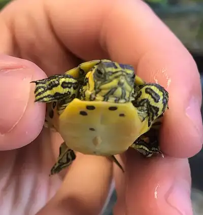 Baby Yellow Bellied Turtles, View more