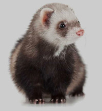 2 ferrets for rehoming 