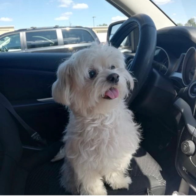 Dog for rehoming Dogs & Puppies for Rehoming City of Toronto Kijiji