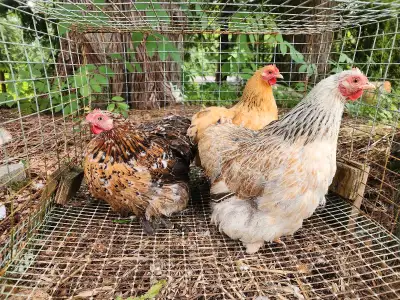 We have purebred laying Bantam Cochin hens and 2 roosters available. Hatched summer/fall 2024. $60/h...
